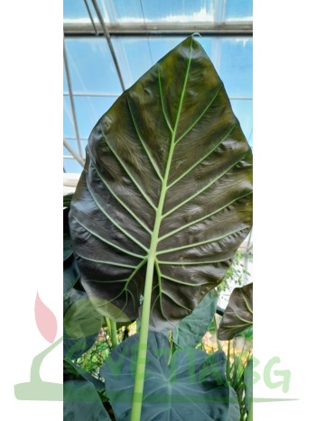 Alocasia Wentii